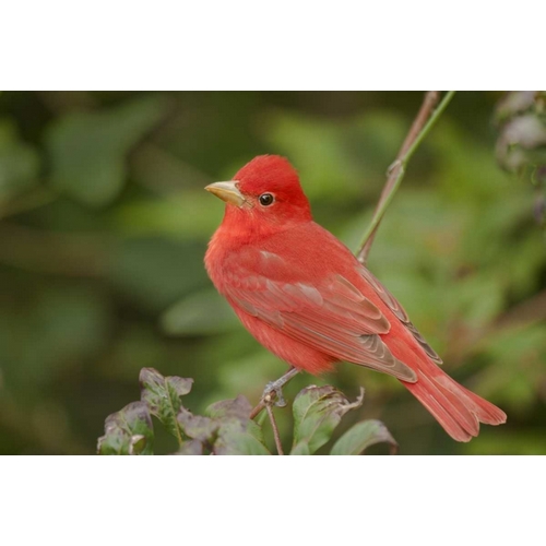 TX, South Padre Is Male summer tanager on a limb